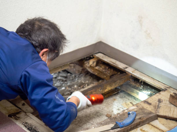 Best Mold Cleaning Services  in Somerville, MA