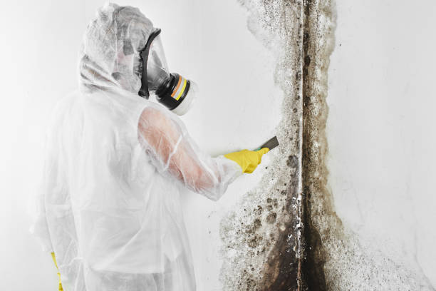 Best Mold Testing  in Somerville, MA