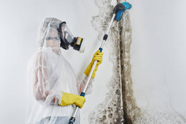 Mold Removal and Inspection in Somerville, MA
