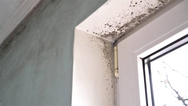 Best Mold Removal Near Me  in Somerville, MA