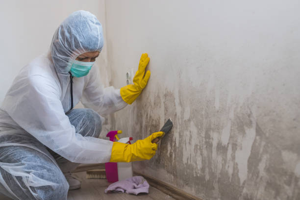Best Commercial Mold Removal  in Somerville, MA