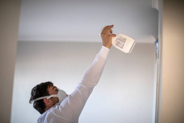 Best Black Mold Removal  in Somerville, MA