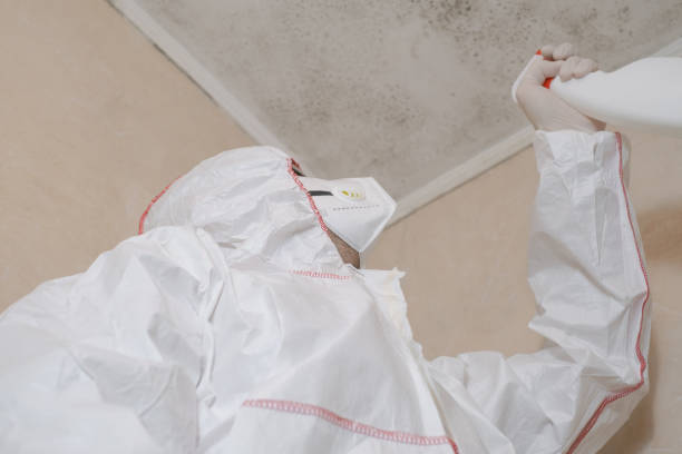 Best Fast Mold Removal  in Somerville, MA