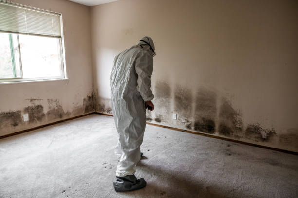 Best Toxic Mold Removal  in Somerville, MA