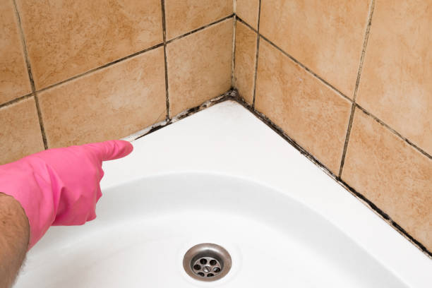 Best Home Mold Removal  in Somerville, MA