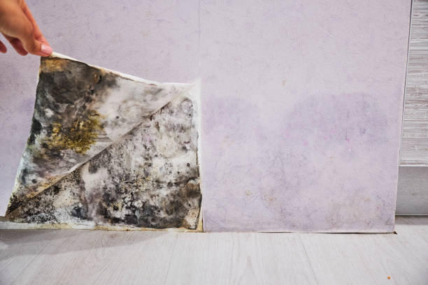 Attic Mold Removal in Somerville, MA